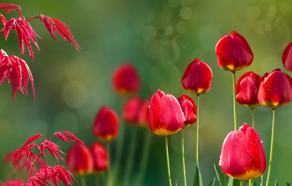 Картинка природа, tulips, Acer