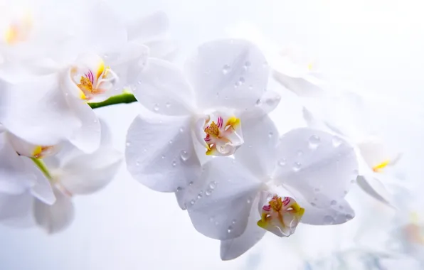 Картинка роса, белый фон, нежно, цветы.капли, орхидея.белая