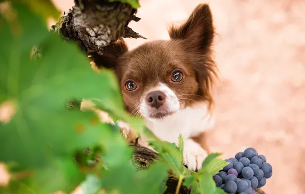 Картинка взгляд, собака, мордочка, виноград, чихуахуа