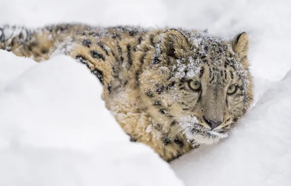 Картинка морда, снег, хищник, лежит, ирбис, снежный барс, дикая кошка, снежный леопард
