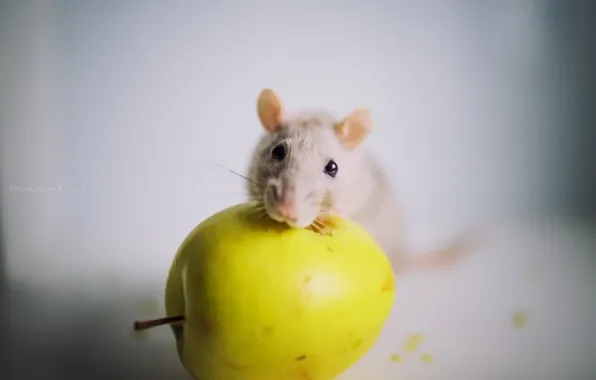 Картинка фон, яблоко, мышка