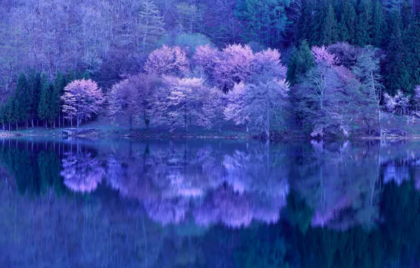 Картинка деревья, озеро, отражение, цветение