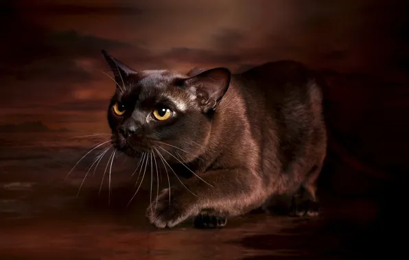 Картинка кошка, фото, фон, грация, бурма, бурманская кошка, шоколадный окрас