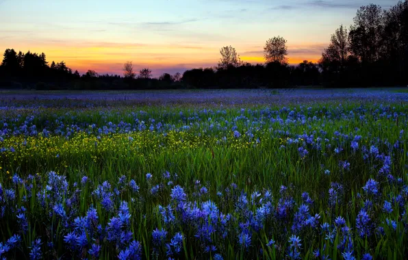 Картинка поле, цветы, природа, роса, утро