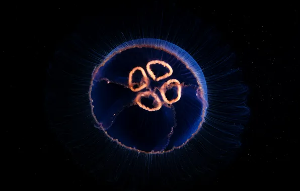 Картинка темный фон, медуза, подводный мир, обои от lolita777, микрокосмос