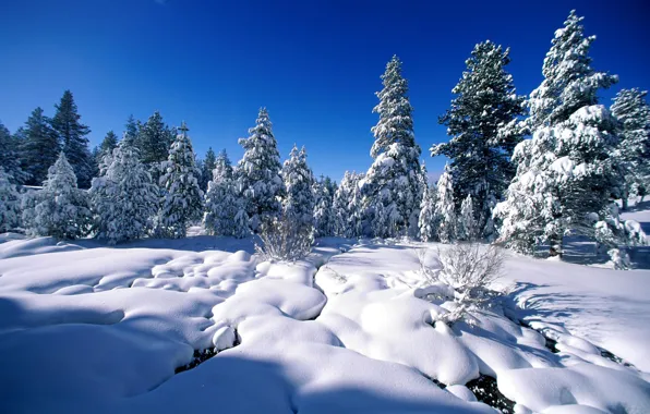 Картинка зима, снег, деревья, ель, сосны