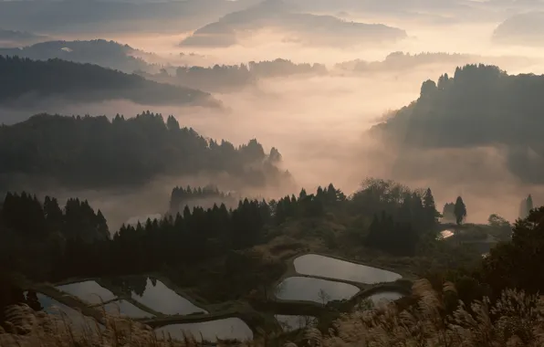 Картинка лес, туман, япония