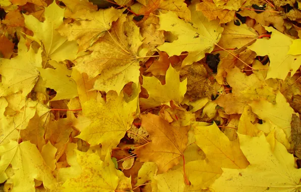 Картинка осень, макро, жёлтый, земля, Листья, покрывало
