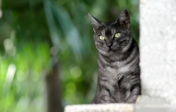 Картинка кот, серый, сидит, полосатый, зеленый фон
