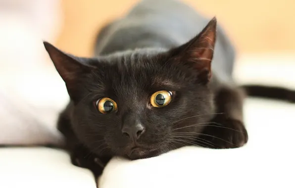 Картинка глаза, кот, крупный план, черный, мордочка, лежит, отдыхает, боке