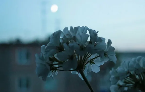 Картинка луна, вечер, Цветок, окно, белая, герань