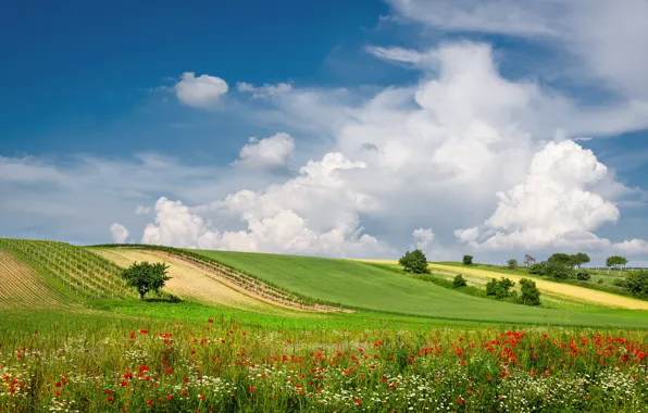Картинка лето, облака, цветы, поля, Австрия, луг