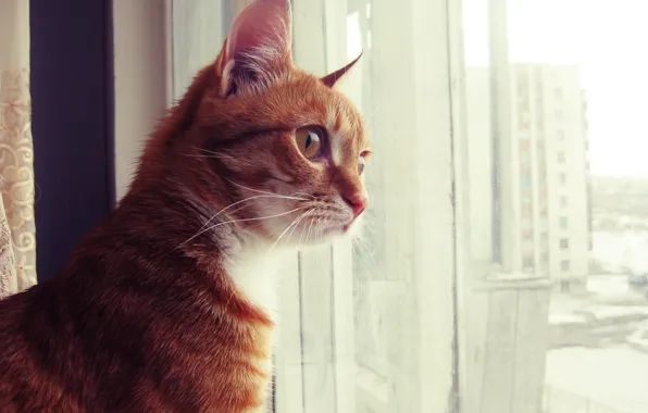 Картинка кот, рыжий, смотрит, любопытный, в окно