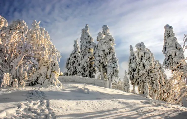 Картинка зима, снег, деревья, Германия, Germany, Национальный парк Гарц, Harz National Park