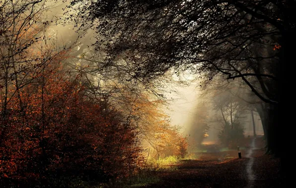 Картинка осень, лучи, деревья, Nature, тропинка, trees, autumn, path, fall