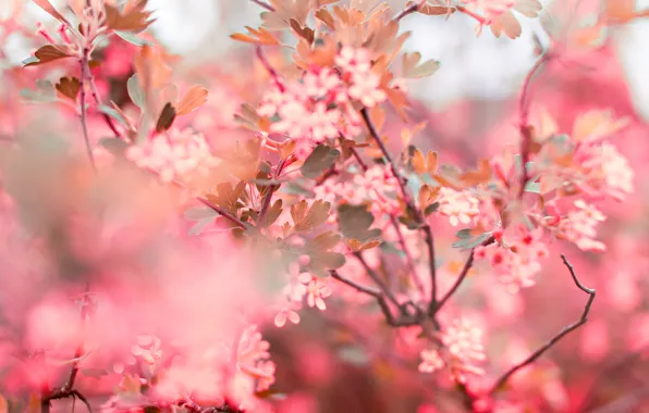 Картинка цветы, розовый, весна