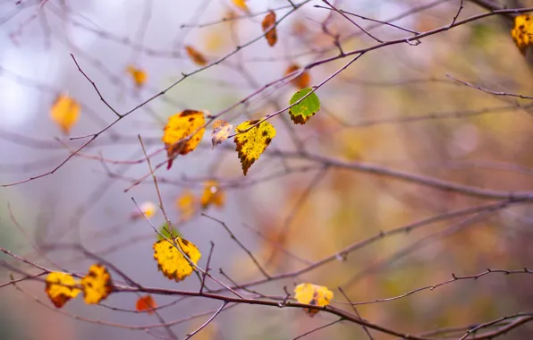 Картинка осень, листья, ветки, ветви, дерво