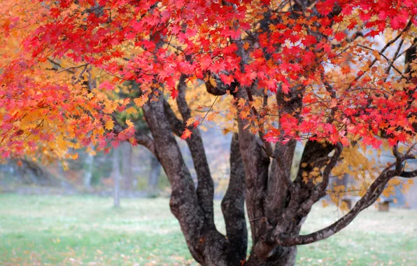 Картинка осень, дерево, краски, Природа, Япония, клён