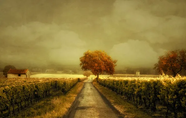 Картинка дорога, виноградник, Through the Vineyard