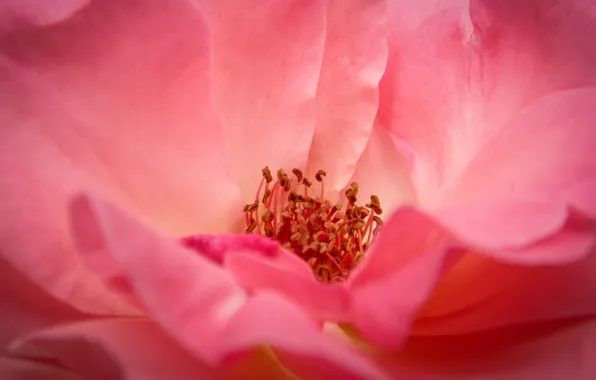 Картинка rose, nature, pink