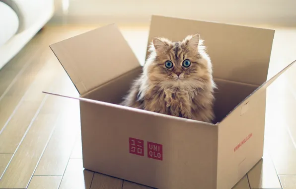 Картинка кошка, коробка, torode