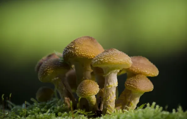 Картинка макро, грибы, мох, семейка