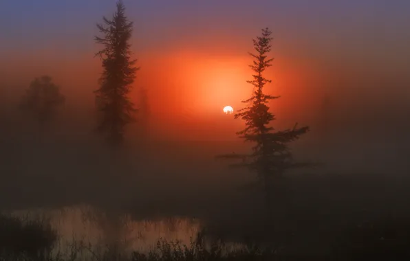 Картинка солнце, деревья, туман, Утро, красиво