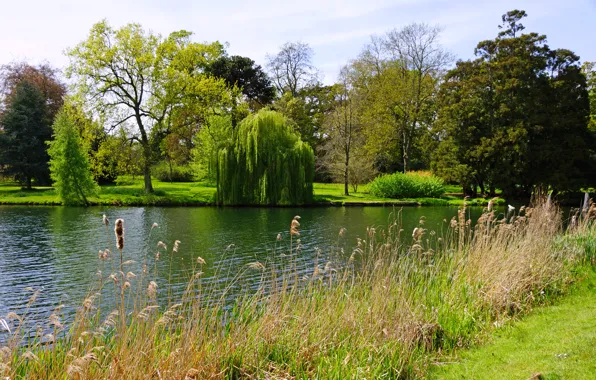 Картинка лето, трава, деревья, озеро, парк, Англия, кусты, Peterboro