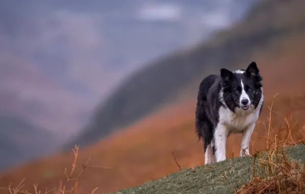 Картинка пейзаж, горы, собака, бордер-колли, обои от lolita777