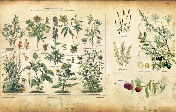 Картинка растения, vintage, иллюстрация, illustration, spice
