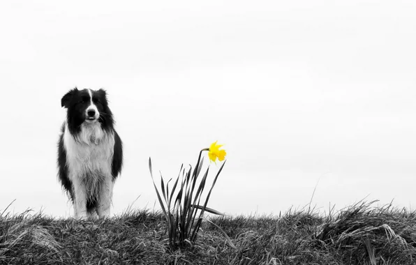 Картинка цветок, природа, собака