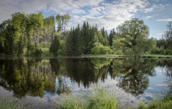 Картинка лес, лето, озеро, отражение