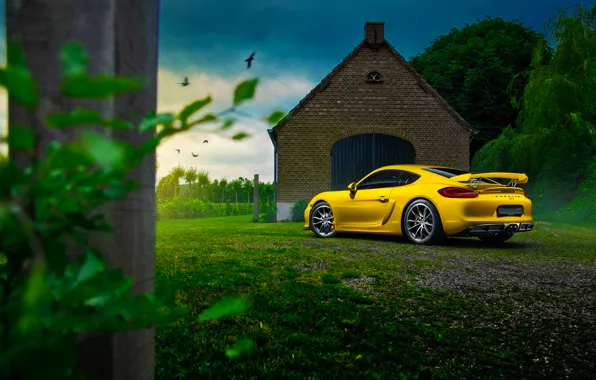 Картинка Porsche, Cayman, Car, Nature, Color, Yellow, Summer, GT4, Rear