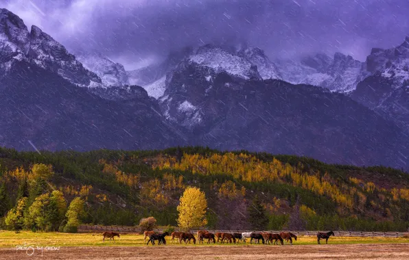 Картинка осень, снег, деревья, горы, лошади, США, штат Вайоминг, национальный парк Гранд-Титон