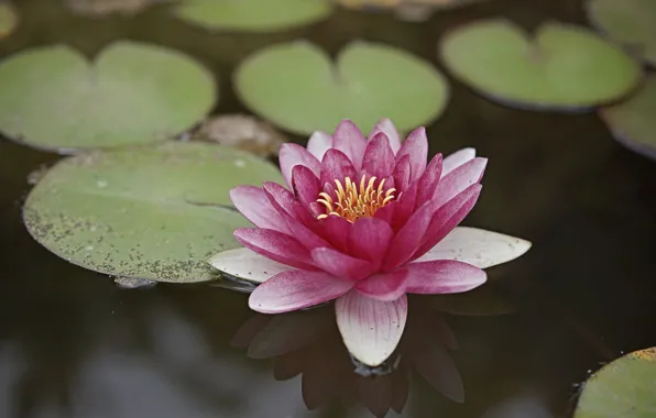 Картинка flower, lake, reflection, lily, lilium, water lily, water lilium