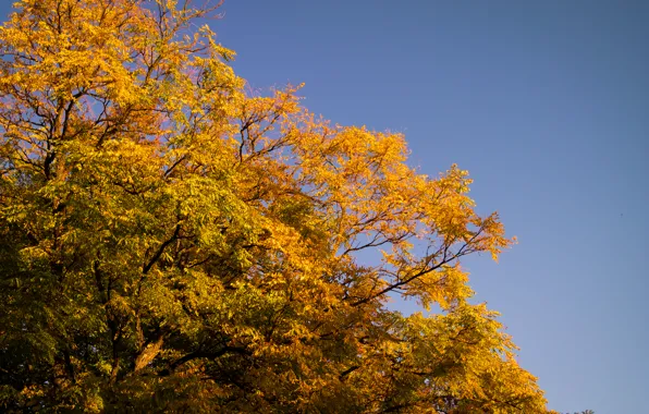 Картинка Sky, Tree, Autumn, Golden, Leaves
