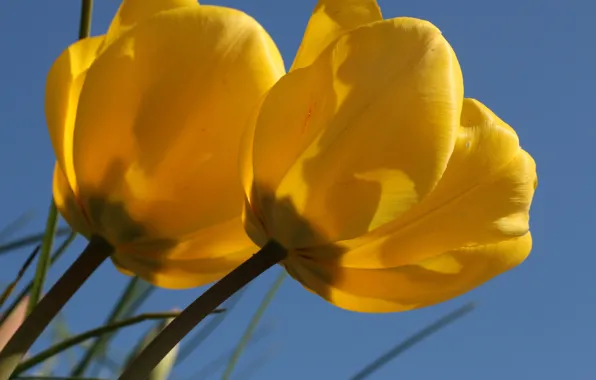 Картинка макро, тюльпаны, дуэт, бутоны, жёлтые тюльпаны