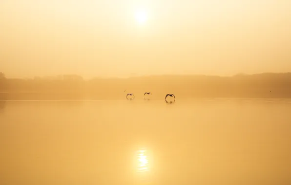 Картинка птицы, туман, озеро