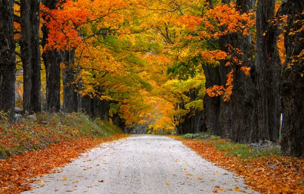 Картинка дорога, осень, листья, природа, гора, colors, colorful, road, trees, nature, autumn, mountain, leaves, walk, path, …