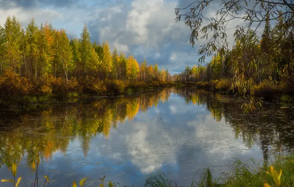 Картинка осень, лес, трава, вода, облака, деревья, ветки, озеро, отражение, кусты