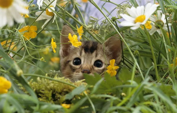Картинка кошка, трава, макро, природа, котенок, поляна, ромашки, луг