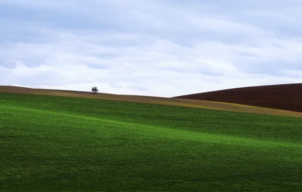 Картинка поле, трава, дерево, газон, холмы