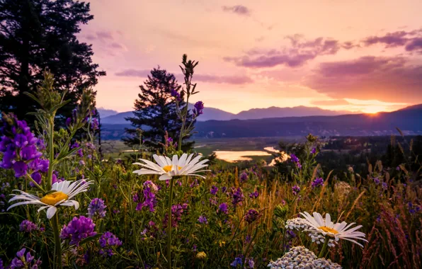 Картинка ромашки, Канада, полевые цветы, люпин, Британская Колумбия, закат в Kootenays, Kootenay National Park