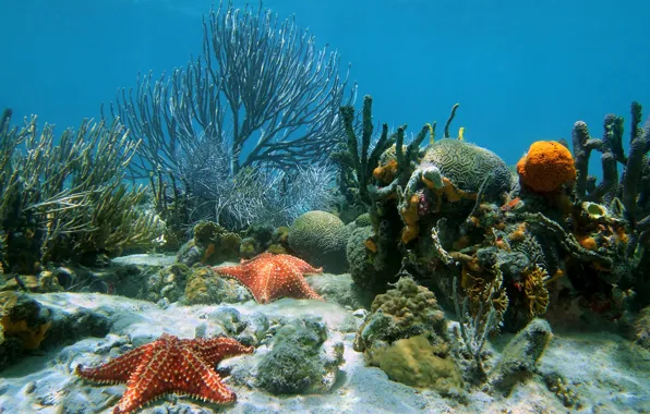 Картинка underwater, ocean, sand, tropical, starfish, reef, coral
