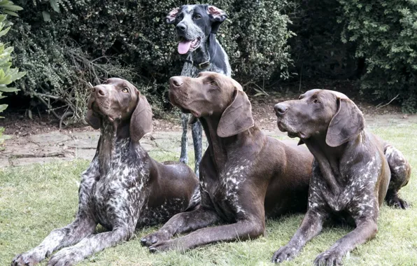 Картинка собаки, группа, коричневые