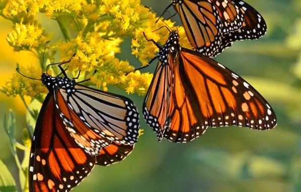 Картинка цветы, бабочка, крылья, монарх