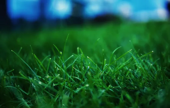 Картинка трава, макросьемка