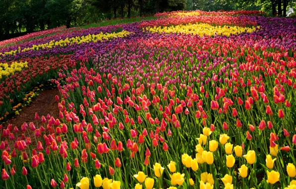 Картинка лето, деревья, цветы, парк, тюльпаны, разноцветные
