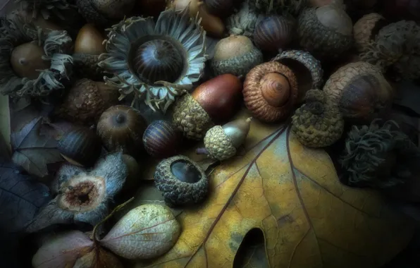Картинка осень, лист, орех, плод, желудь