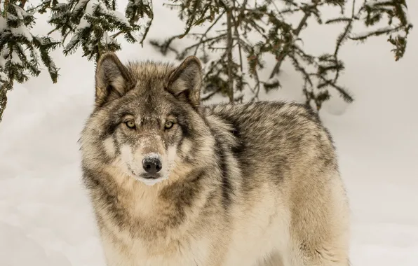 Картинка зима, взгляд, волк, хищник, санитар леса